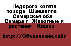 Недорого котята порода “Шиншилла“ - Самарская обл., Самара г. Животные и растения » Кошки   